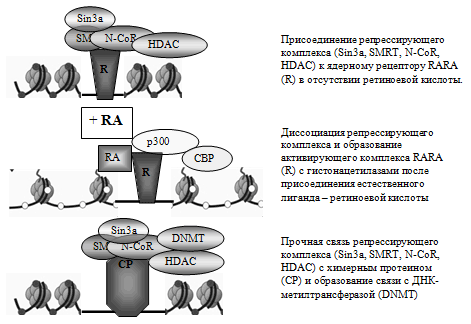 Рис 5. Процесс нормального функционирования ядерного рецептора RARA и ингибирование транскрипции химерным протеином PML/RARA